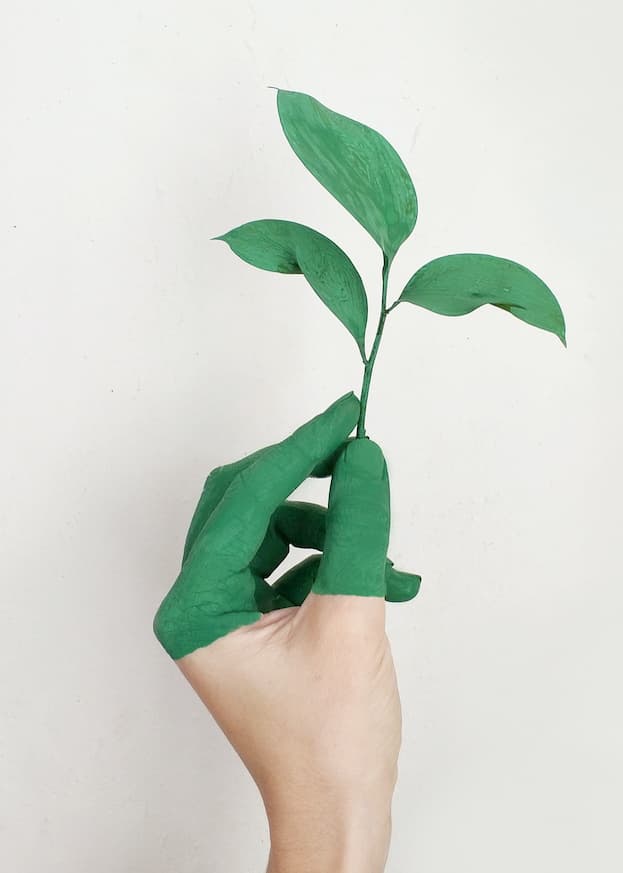 mano con piantina verde a significare sostenibilità mano che regge una piantina in segno di sostenibilità